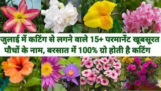 Name of 15+ permanent flowering plants to grow by cutting in July month🌿🪴