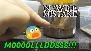 Molds on P. Metallica enclosure!!!