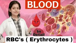Blood physiology | Physiology of blood | RBC's | Function of RBC's physiology in detail