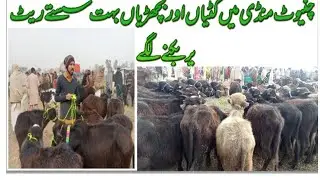 today Chiniot Mandi rate update Katiya and Bhachadiya fresh جنگ روڈ چنیوٹ