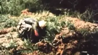 US Marines vs Vietcong in Vietnam Contact Ambush 1966 USMC 13min