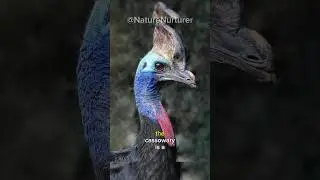 Cassowary|Real life dinosaur #viral #cassowary