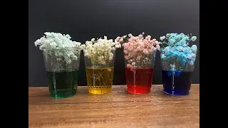 Capillary Rise Experiment | Easy Science DIY at Home