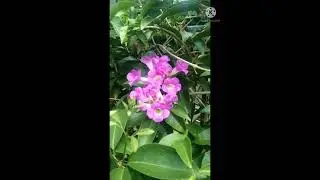 Lavender Trumpet Vine #Short
