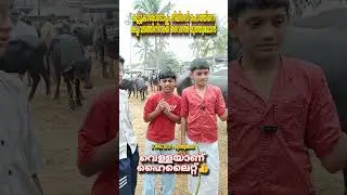 കൂട്ടുകാരോടൊപ്പം നീലിരവി പോത്തിനെ കച്ചവടത്തിനിറക്കി വൈറൽ മുത്തുമോൻ