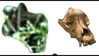 Comparing the Steve Isdahl Skull to The Dogman Video