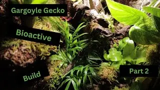 Gargoyle Gecko Bioactive Vivarium Build Part 2