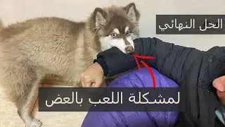 الحل النهائي لمشكلة اللعب بالعض وتدريب سونيك اعند كلب هاسكي علي امر No  | حصة تعليمية مهمة جدا