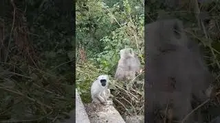 🐒🐵Monkeys Caught inAction:Theft vs Guard🐒Обезьянынагорячем#animals#monkey#discoverthewonder