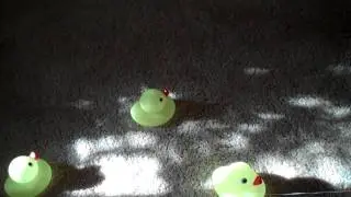 Ducky Money