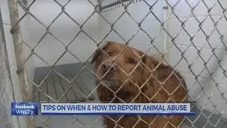 Tips on when and how to report animal abuse