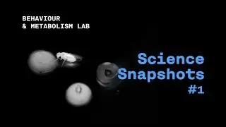 Science Snapshot: Microbial Mind Control / Micr&oacute;bios Controlam a Mente