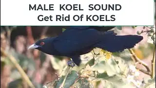 Male KOEL Sound  - Get Rid Of KOELS