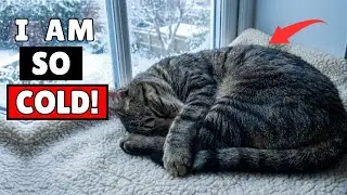 Your Cat Is Cold &mdash; But They Don&rsquo;t Know How to Tell You