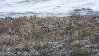 European Golden Plover, Piviere dorato (Pluvialis apricaria)