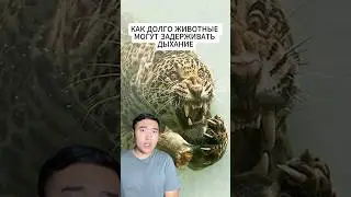 Как Долго Животные Могут Задерживать Дыхание
