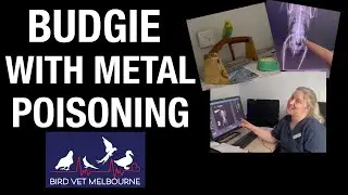 Lead Poisoning  in Birds, How do birds get lead toxicity  at the  Melbourne Bird Vet