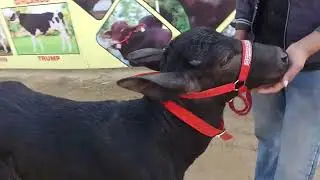 Name 5911 at DHALIWAL BREEDING FARM in BFA mela dhanula son of kohinoor bull Lakshmi Dairy Farm LDF 