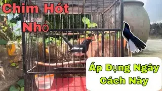 Chim Cho&egrave; Than Đi Gi&oacute; H&oacute;t Nhỏ &Aacute;p Dụng Ng&acirc;y C&aacute;ch N&agrave;y Chim Sẽ H&oacute;t M&uacute;a X&ograve;e Cả Ng&agrave;y | B Long TV 