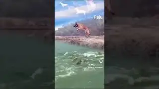 Amazing stunt of this animal###animal stunt