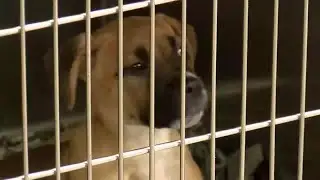 Montgomery Humane Society says it's overcrowded with dogs