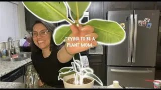 Cut and water propagate my Rubber Plant with me!