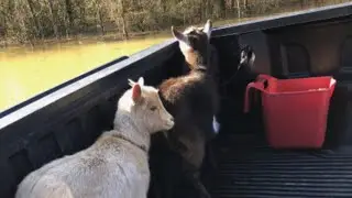 York County rescue teams saved horses and goats from a flooded farm