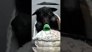 This woman found a bat in need of help😢#shorts #animals