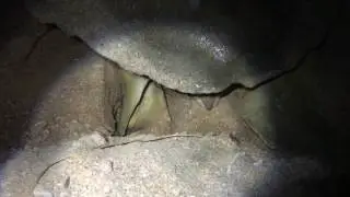 Flatback Turtle: Chambering and Laying Eggs