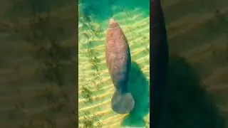 Manatee
