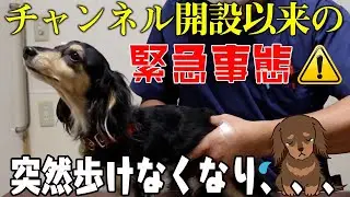 【犬　ヘルニア】ダックスの首の痛み！？一瞬で取り除く！！