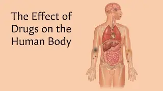 The Effect of Drugs on the Human Body | AnatomyStuff