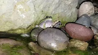 Copes Tree Frog in Backyard