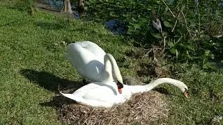 MUTE SWAN NESTING SWITCH - MALE SITS ON FEMALE at Lake Morton in Lakeland, FL