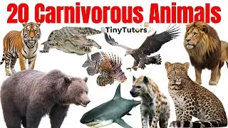 20 Carnivorous Animals Name 🦁 | Meat Eating Animals for Kids | Learn Animals in English & Hindi