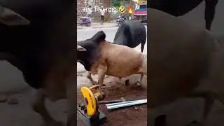 #shots #funny fight of the caw #caw#fight