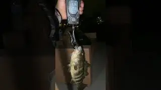 1st Spotted Bay Bass Catch - Long Beach CA #shorts
