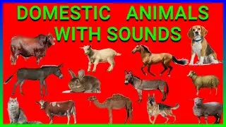 Animal Names & Sounds for Kids | Learn Animal Names | Domestic Animals