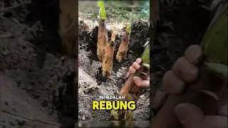 Cara Panen Rebung😍 Ada yang sudah Pernah Coba⁉️  #ernitasaripardosi #vegetables #rebung #garden