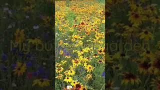 Thought I&rsquo;d share how my butterfly/bee garden is doing this year 🦋🐝