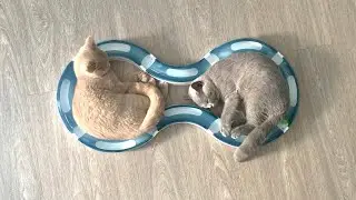 PLAY EAT SLEEP REPEAT