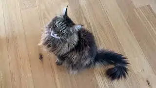 Do Maine Coon Cats Act Like Dogs? (Why Does My Maine Coon Follow Me?)