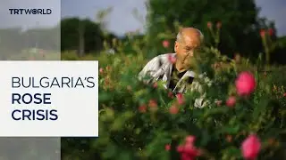 Bulgarian rose oil drained by erratic weather, US tariffs