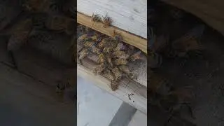 See a QUEEN BEE get rejected and BALLED by her worker bees.