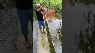 #Homemade fish trap success &ndash; right opposite my house. Simple trick, smart catch, real village life.