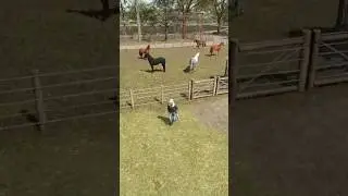 OS PRIMEIROS CAVALOS DA FAZENDA! | #farmingsimulator25 #farmingsimulator #fs25