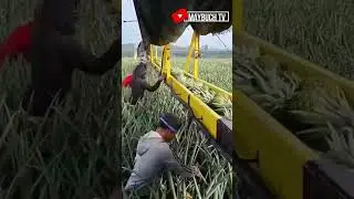 Ever seen mechanized pineapple harvesting? #agriculture #shorts #engineering   #youtubeshorts