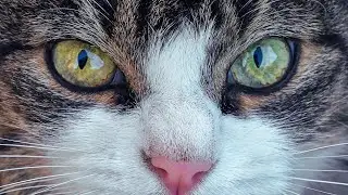 Relaxing Piano Music with Animals 🌙 | Deep Calm, Stress Relief & Sleep