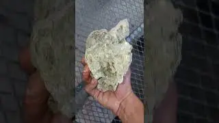 unknown species , top of skull halfed. 35$