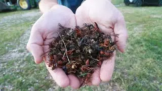 A WAR ON WASPS!